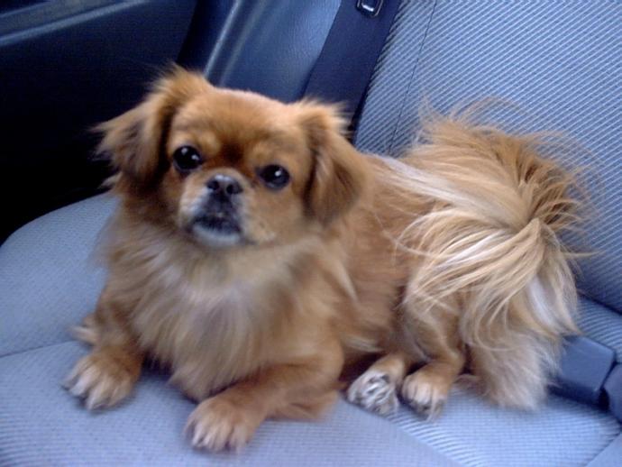 Küçük Köpek Cinsleri Nelerdir? Büyümeyen Köpek Türleri Var mı?