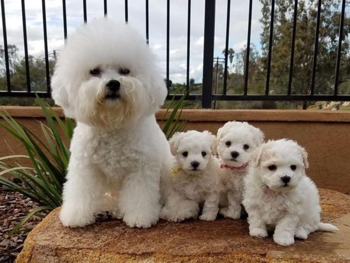 Küçük Köpek Cinsleri Nelerdir? Büyümeyen Köpek Türleri ErkeklerSoruyor