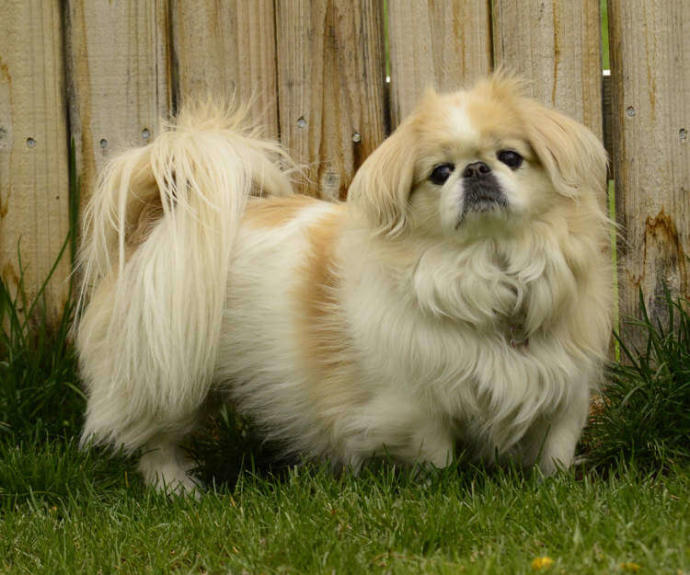Küçük Köpek Cinsleri Nelerdir? Büyümeyen Köpek Türleri Var mı?