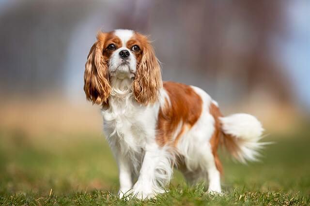 Küçük Köpek Cinsleri Nelerdir? Büyümeyen Köpek Türleri Var mı?