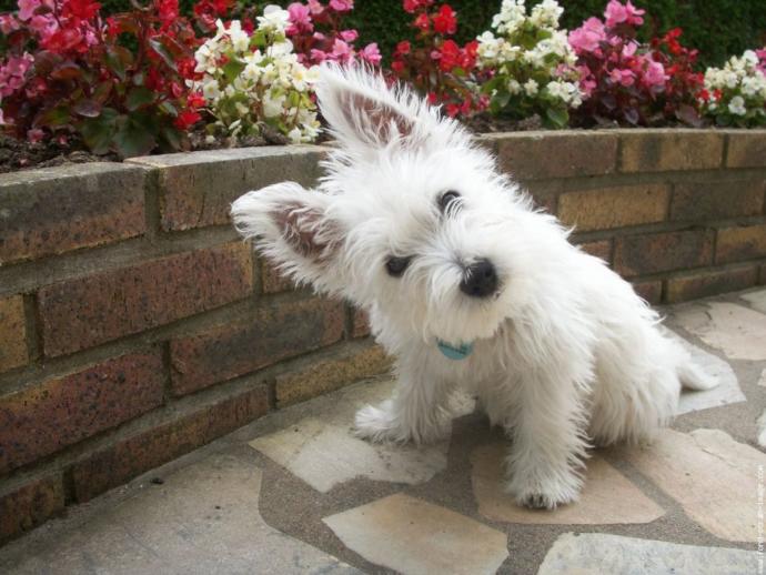 Küçük Köpek Cinsleri Nelerdir? Büyümeyen Köpek Türleri Var mı?
