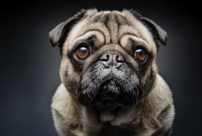 Küçük Köpek Cinsleri Nelerdir? Büyümeyen Köpek Türleri Var mı?