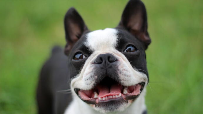 Küçük Köpek Cinsleri Nelerdir? Büyümeyen Köpek Türleri Var mı?
