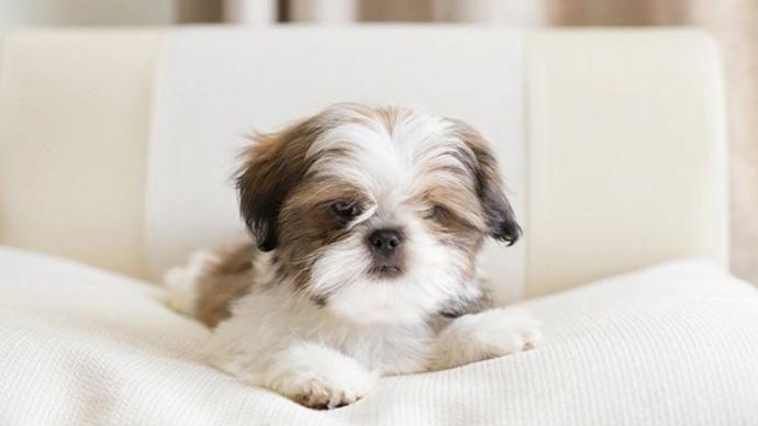 Küçük Köpek Cinsleri Nelerdir? Büyümeyen Köpek Türleri Var mı?