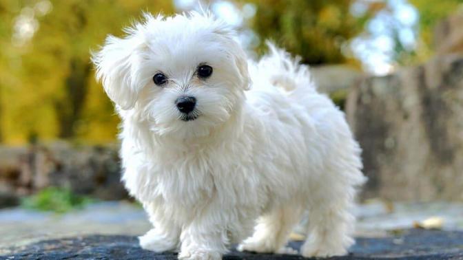Küçük Köpek Cinsleri Nelerdir? Büyümeyen Köpek Türleri Var mı?