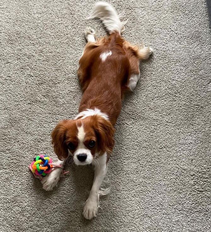 Köpeğiniz olsa adını ne koyarsınız?