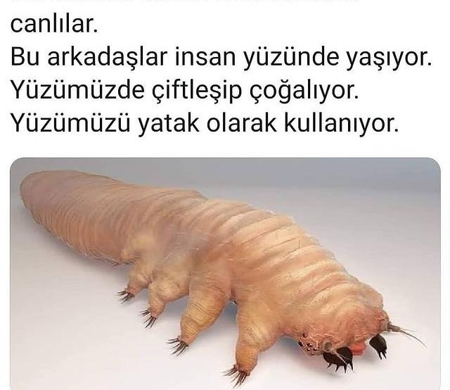 Bu canlının yüzümüzde doğup büyüyüp çiftleşip çoğaldığını biliyor muydunuz 😧?