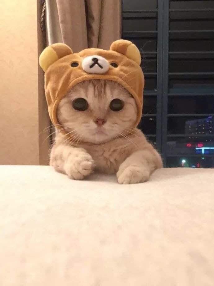 En İyi Kedi Pire Damlası Hangisidir? Kedi Pire Damlası Nereden Alınır?