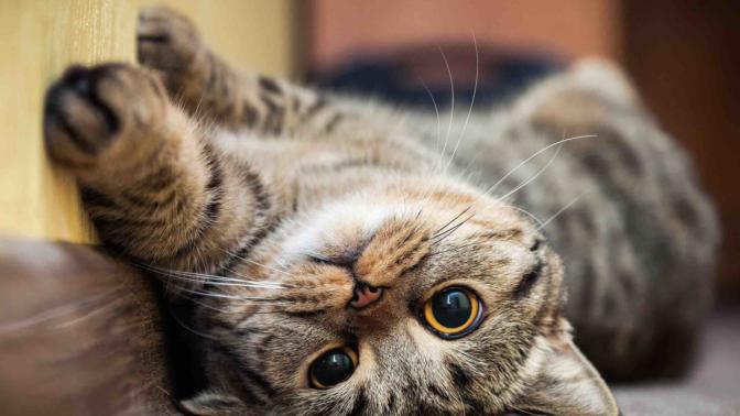 En İyi Kedi Pire Damlası Hangisidir? Kedi Pire Damlası Nereden Alınır?