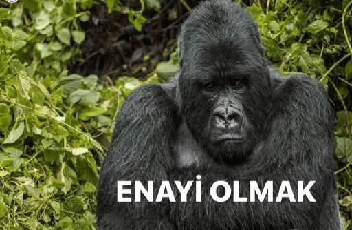 Enayi misin sen?