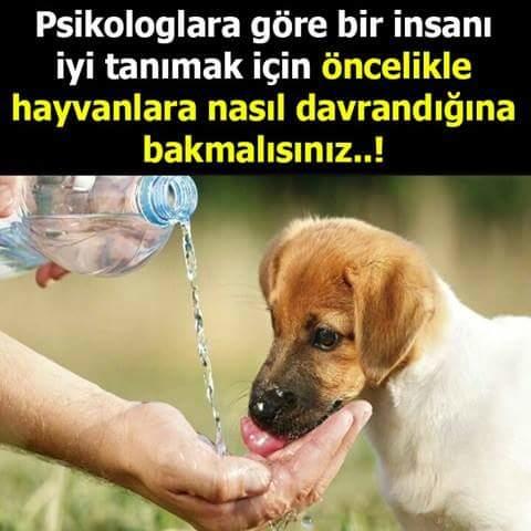 Hayvanları mı daha çok seversiniz? İnsanları mı? Detaylara bakınız?