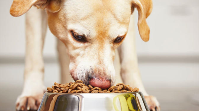 En İyi Köpek Maması Hangisi? Sizin Tercihiniz Nedir?