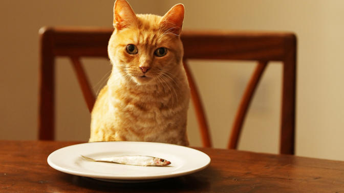En iyi kedi maması hangisidir? Önerilerinizi alabilir miyim?