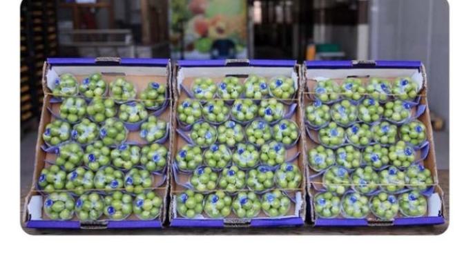 Yeşil eriğin kilosu 750 TL! Alır mıydınız?
