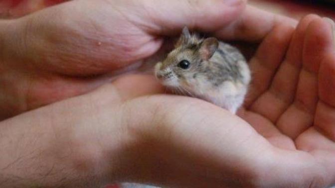 Gonzales hamster bakımı?