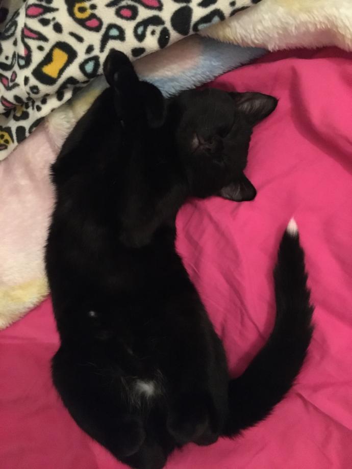 Bu da benim herkesin kara kedi diye korktuğu güzeller güzeli kızımmm 💜