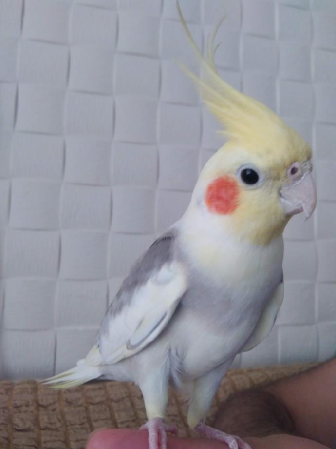 Bi'Bilen Hüseyin Çağlar İnce ile kuş gözlem okulu eğitimi kazanmak ister misin 🦉?