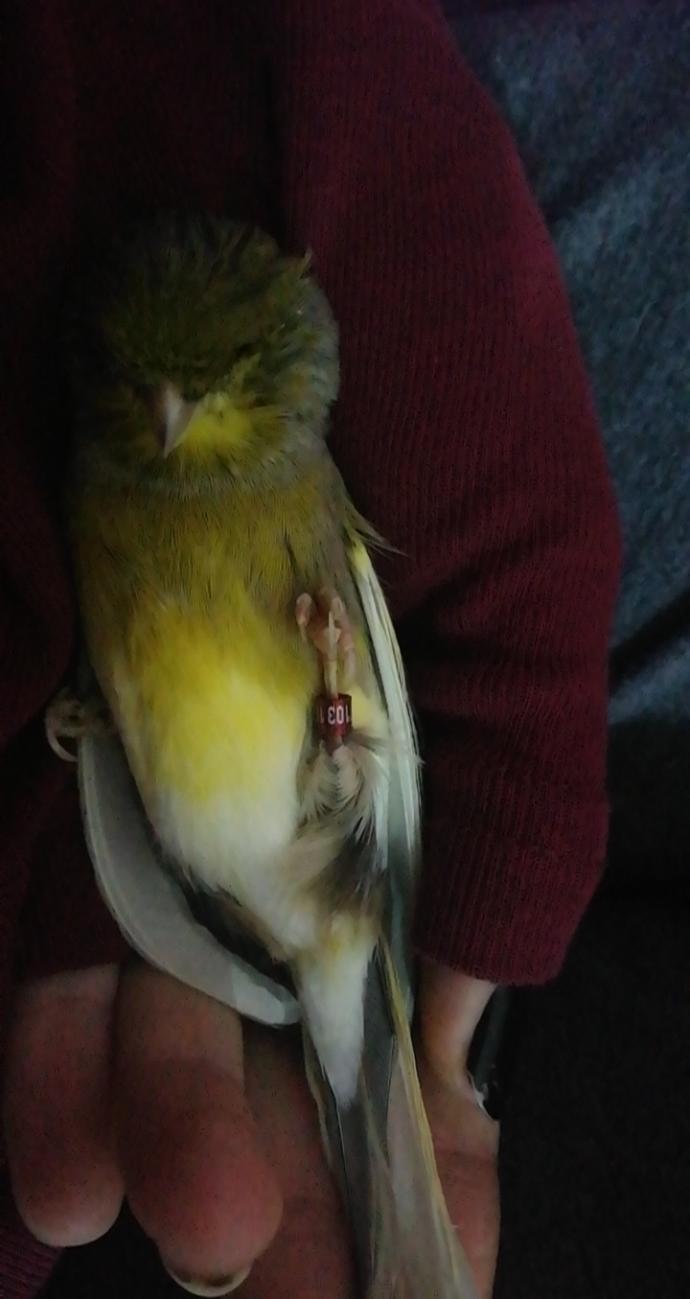 Bi'Bilen Hüseyin Çağlar İnce ile kuş gözlem okulu eğitimi kazanmak ister misin 🦉?