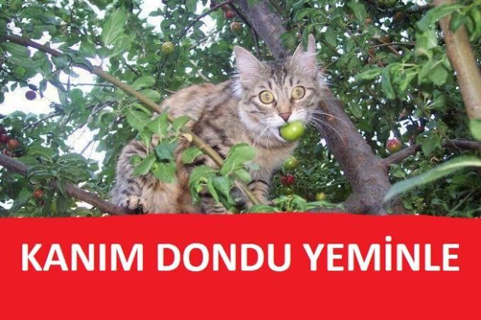 En son neye çok şaşırdınız?