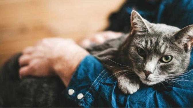 Kedi alsanız erkek mi yoksa dişi mi tercih edersiniz?