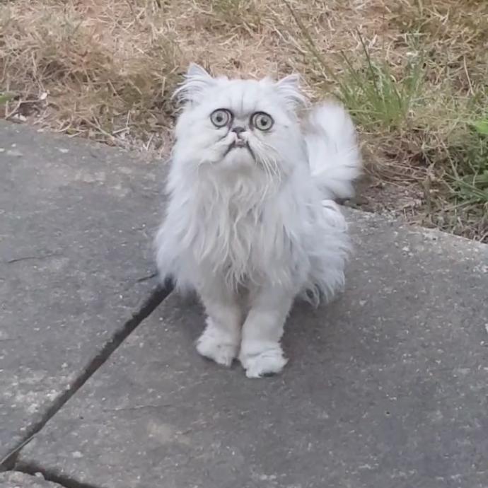 Kedi benimle konuştu nasıl olabilir?