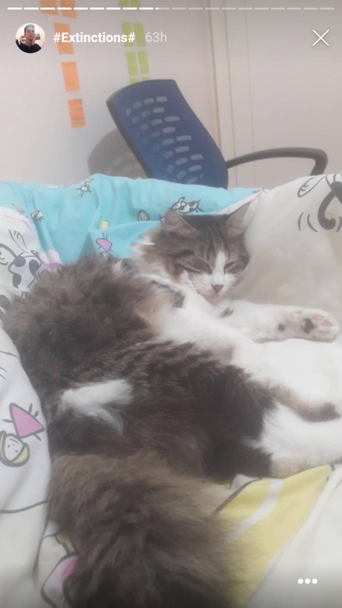 Kedi benimle konuştu nasıl olabilir?