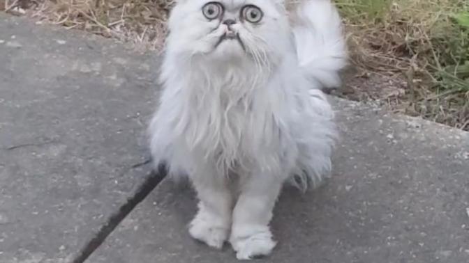 Kedi benimle konuştu nasıl olabilir?