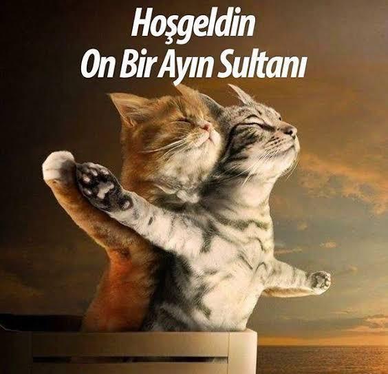 En derin aşkların yaşandığı 11 Ayın Miyavlaması kutsal kedi Döneminde kedisi olanlar rapor alabilir miyiz?