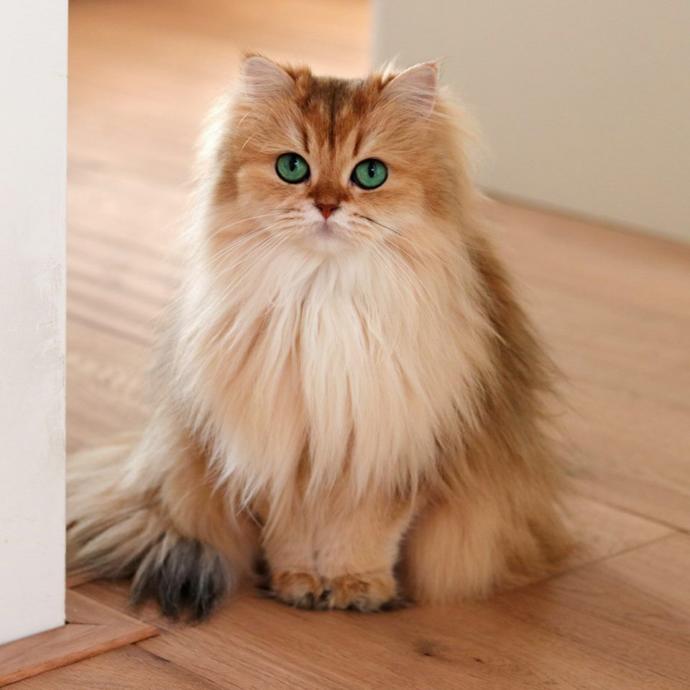 Hangi cins kedi daha sevimli ?
