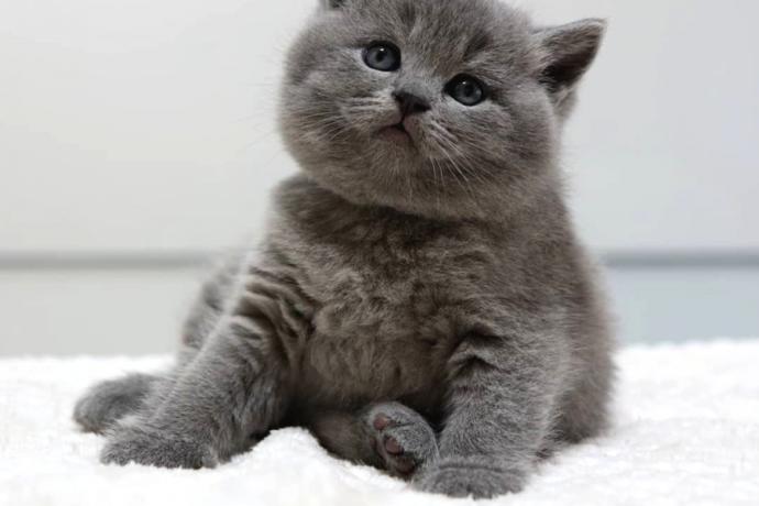 Hangi cins kedi daha sevimli ?