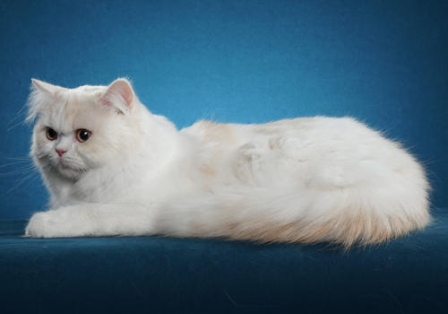 Hangi cins kedi daha sevimli ?