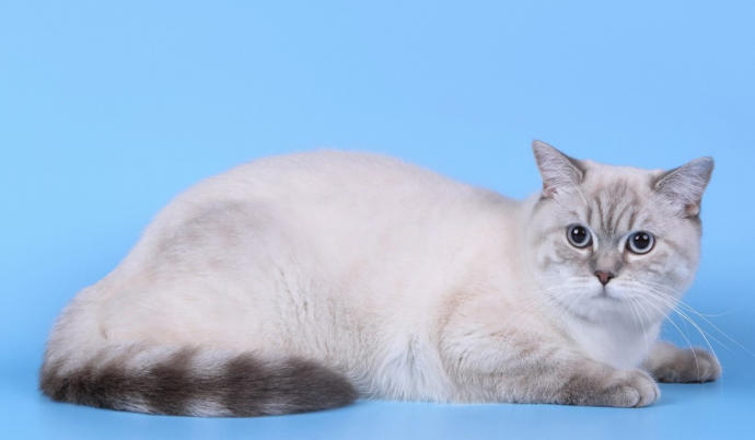 Hangi cins kedi daha sevimli ?