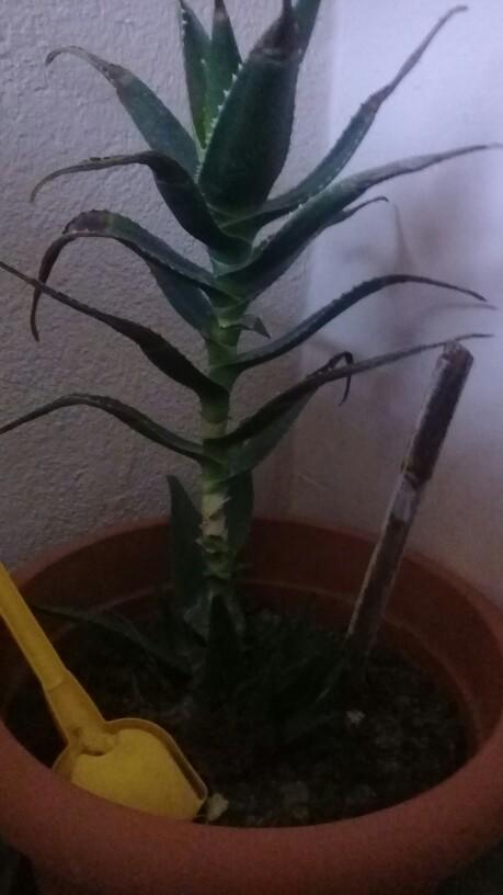 Haworthia ve aloe donnie bitkileri bakımı nasıldır?
