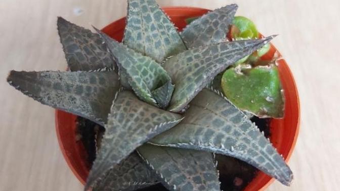 Haworthia ve aloe donnie bitkileri bakımı nasıldır?