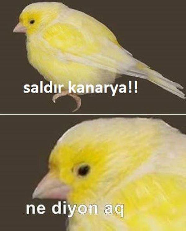 O da guş bu da guş