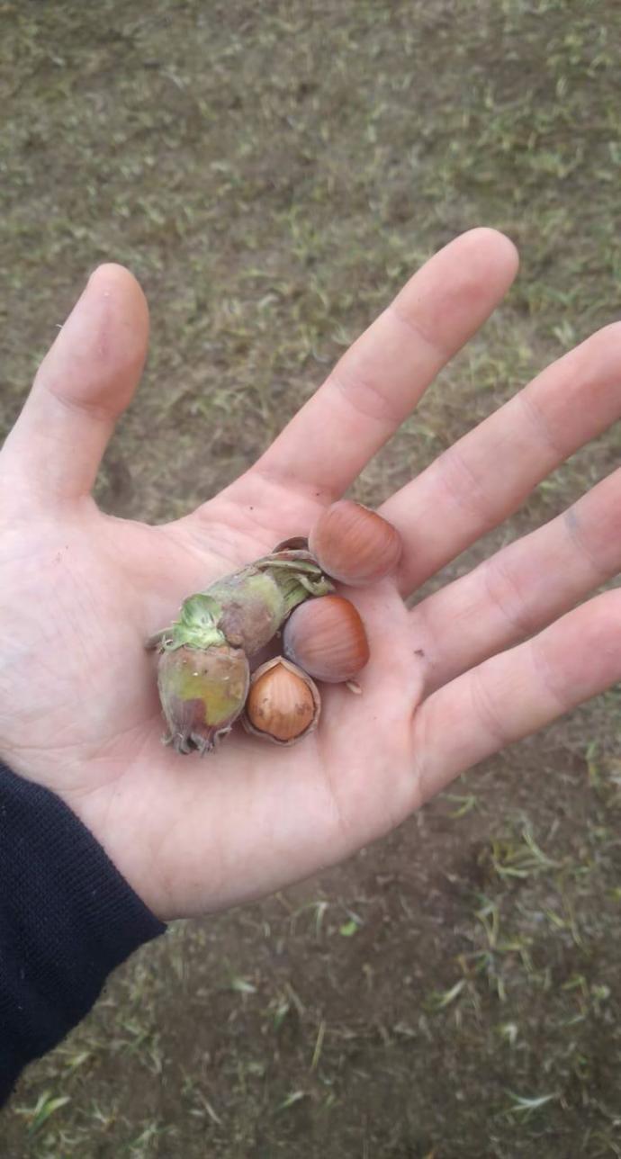 Fındık mı ceviz mi?