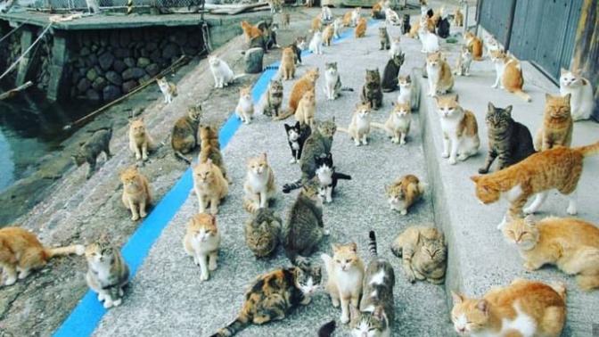 Evlenince bir sürü kedi beslemek istesem kocam beni boşar mı?
