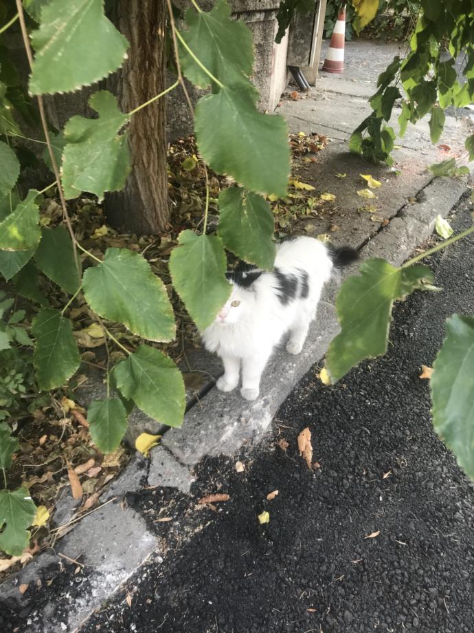 Bu kedi cins kedi mi tekir kedi mi?