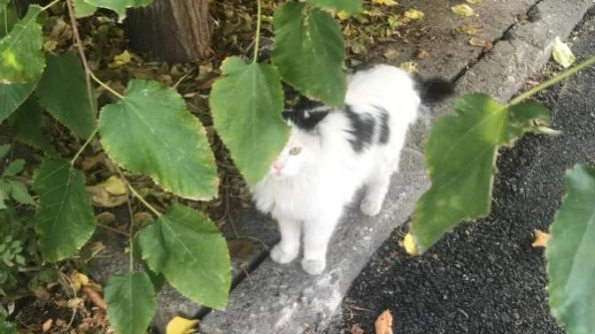 Bu kedi cins kedi mi tekir kedi mi?