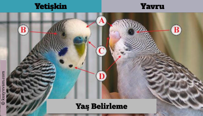 Kuş kaç yaşında?