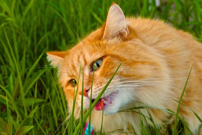 Sizce bir kedi neden ot yemek ister ki?