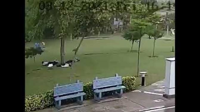 Yağmurda korunmak için ağaç altına saklanır mısınız?