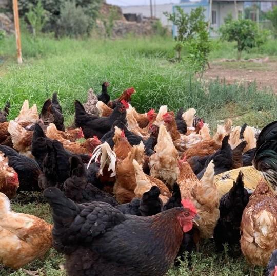 Yumurtanızı nasıl alırsınız?
