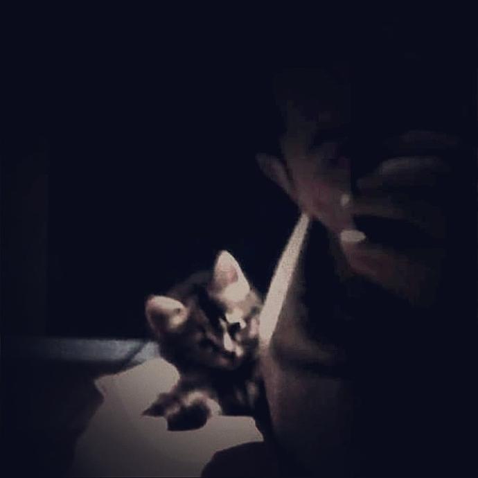 Evcil hayvanınız ile yaşadığınız enteresan bir anınız var mı 🐱?