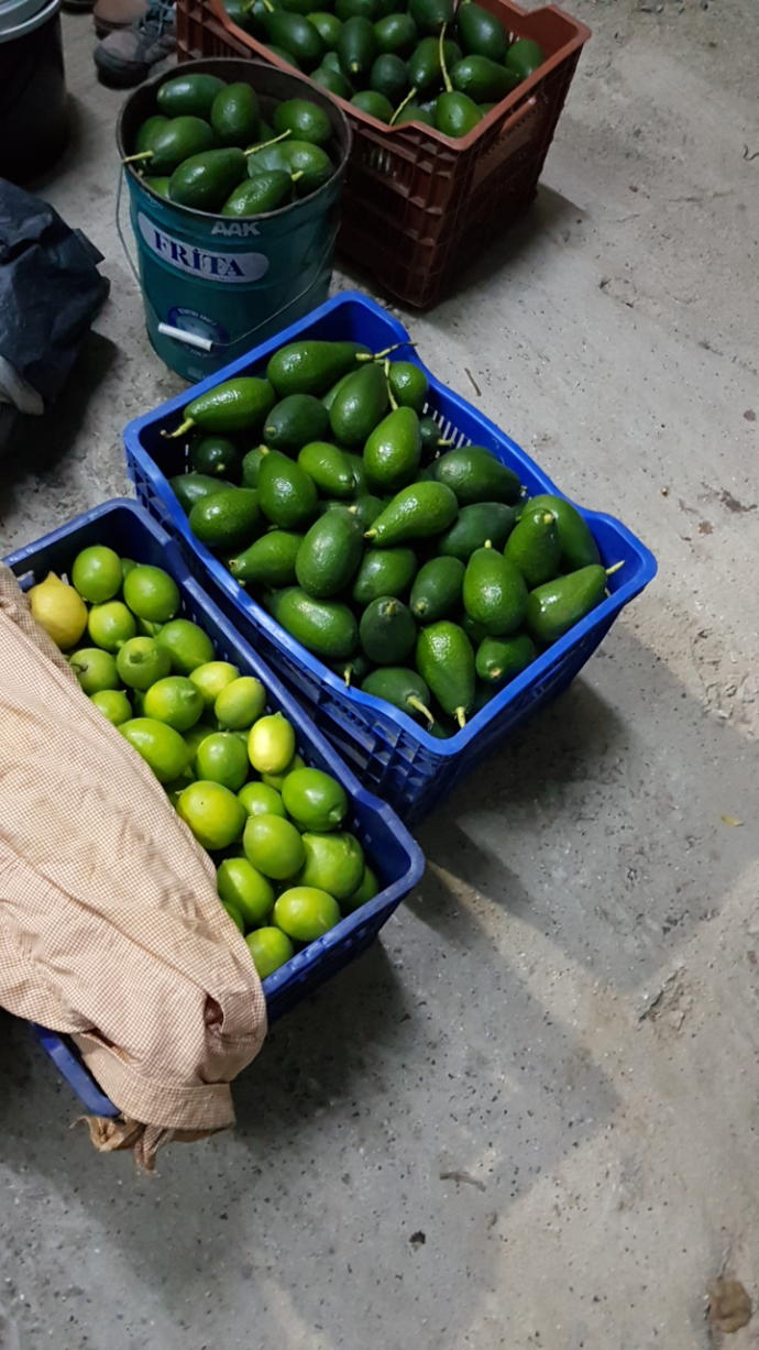 Kahvaltıda avokado yemek yabancı özentiliği mi?