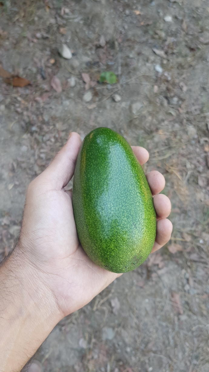 Kahvaltıda avokado yemek yabancı özentiliği mi?