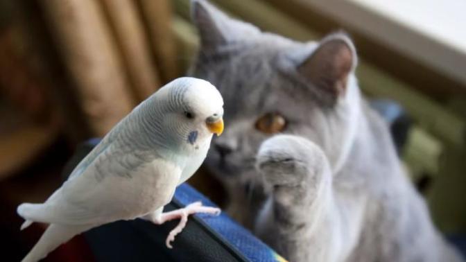 Kedi ve muhabbet kuşu dost olabilirler mi?