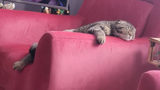 Kendinizi bir hayvana benzetseniz sizi en iyi ifade eden hayvan hangisi olur?
