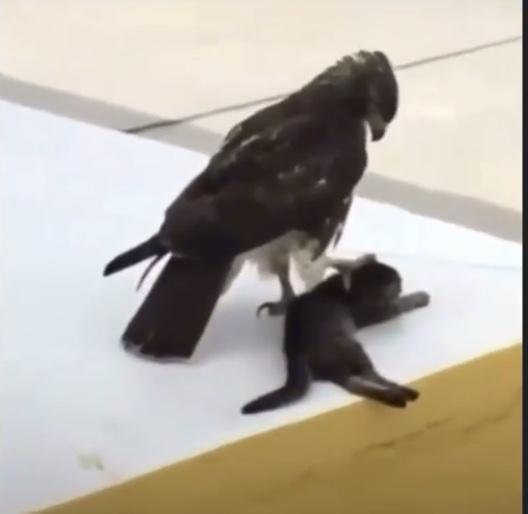 Kartallar/şahinler kaç kilo taşıyabilir?
