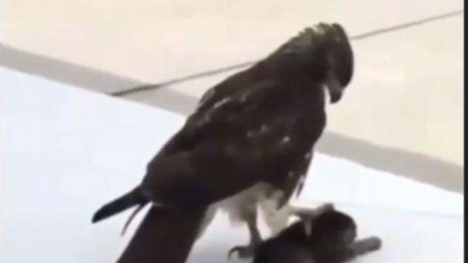 Kartallar/şahinler kaç kilo taşıyabilir?
